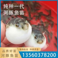 漁場(chǎng)直售易養(yǎng)殖可食用河豚魚苗淡水魚活體健康清水冷水魚活體批發(fā)